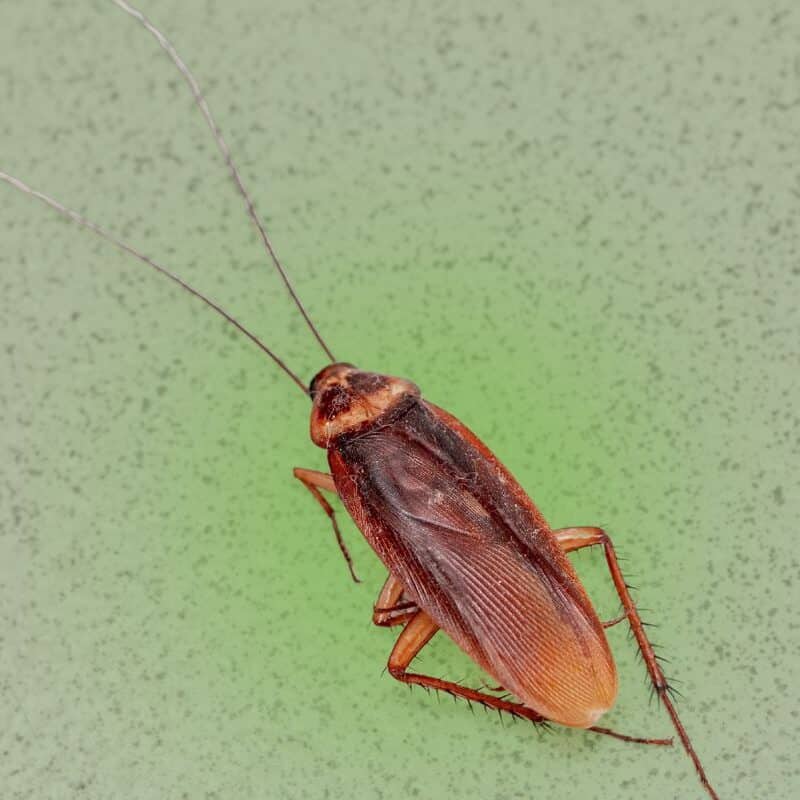 An overhead shot of a reddish-brown cockroach with long, thin antennae resting on a speckled green surface.