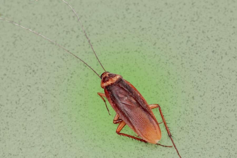 An overhead shot of a reddish-brown cockroach with long, thin antennae resting on a speckled green surface.