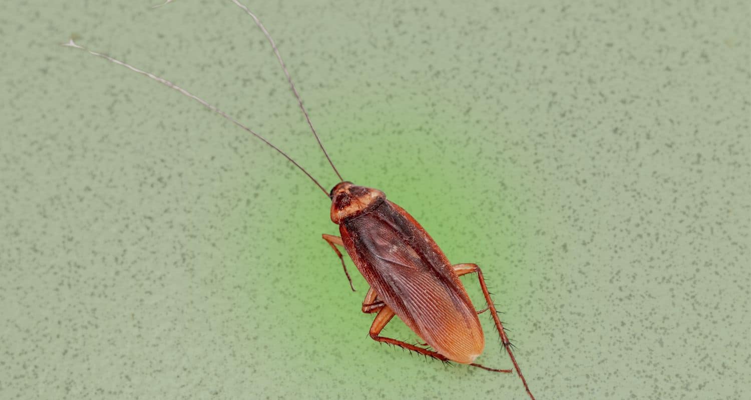 An overhead shot of a reddish-brown cockroach with long, thin antennae resting on a speckled green surface.