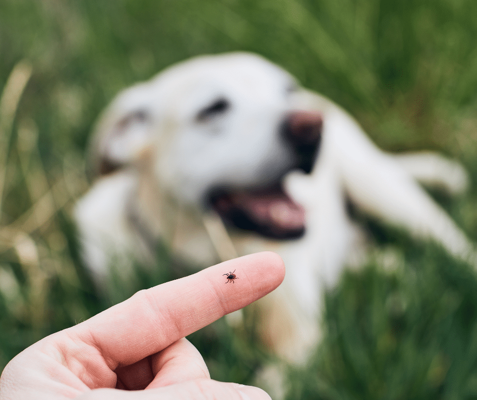 protect your pets