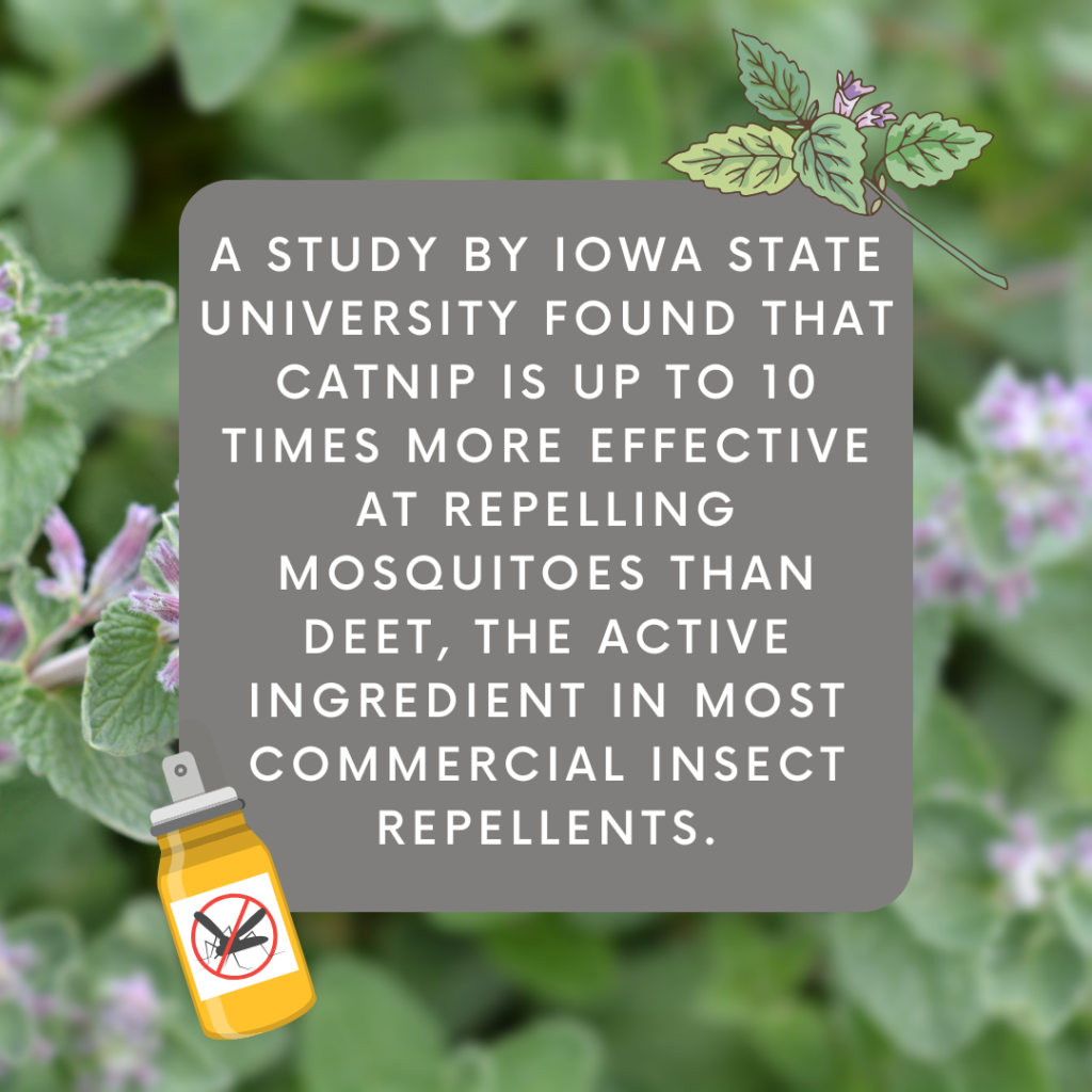 Catnip fact