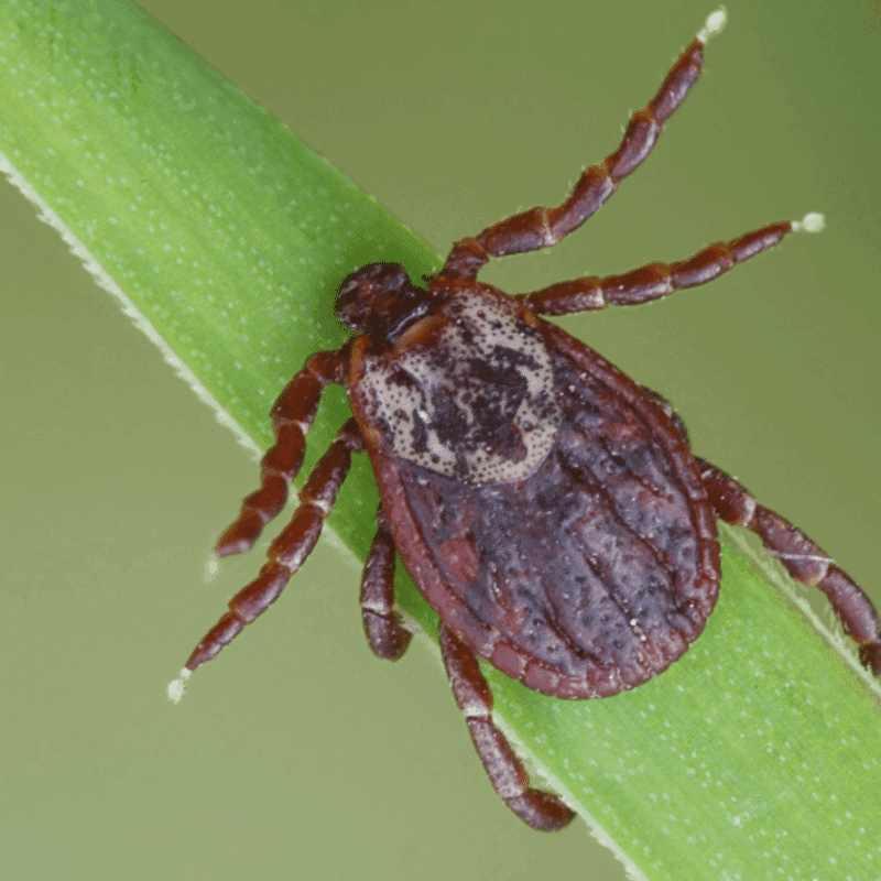 Tick Repellent That Actually Works