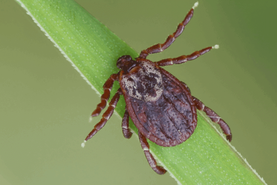 Tick Repellent That Actually Works