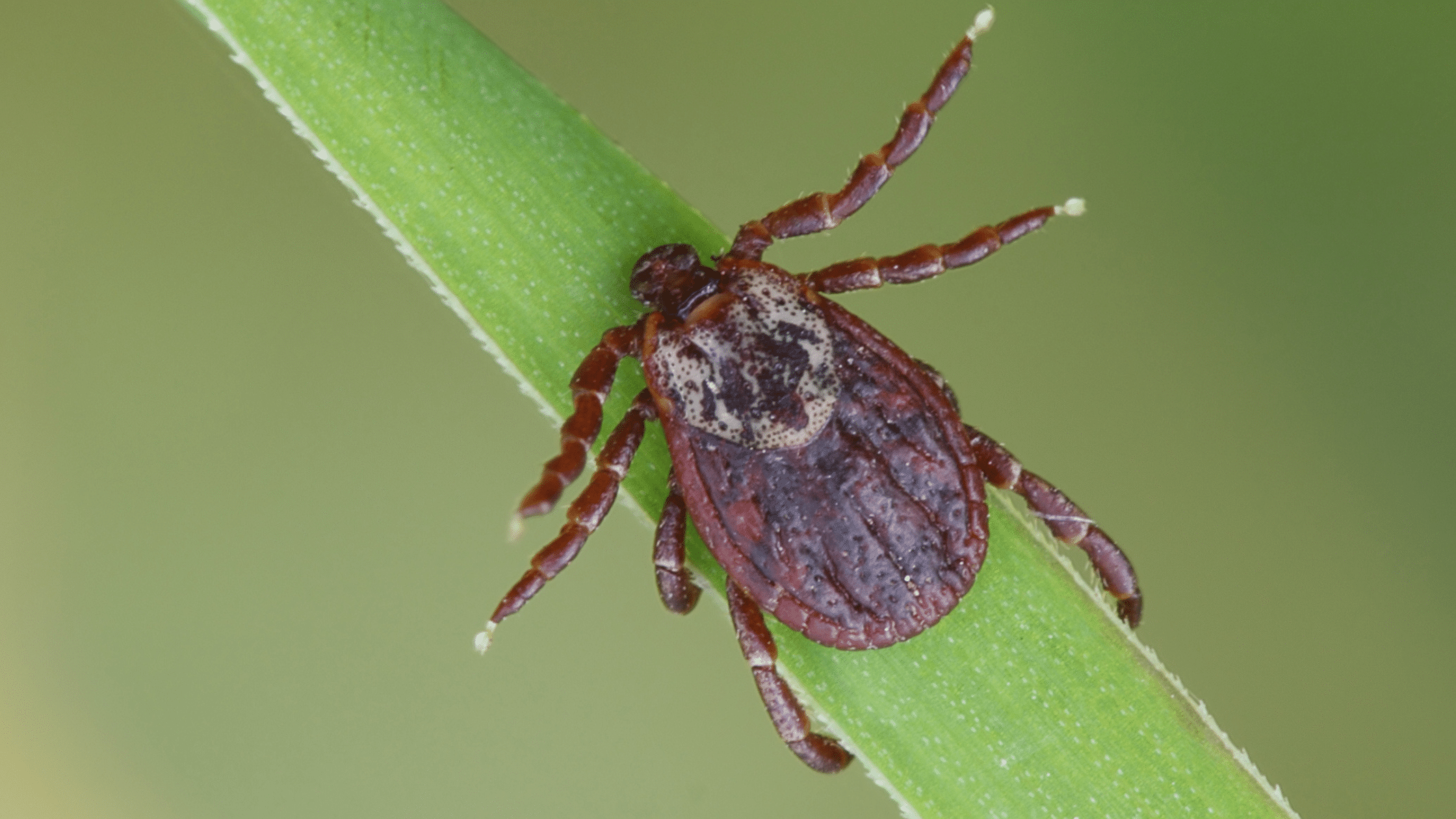 Tick Repellent That Actually Works