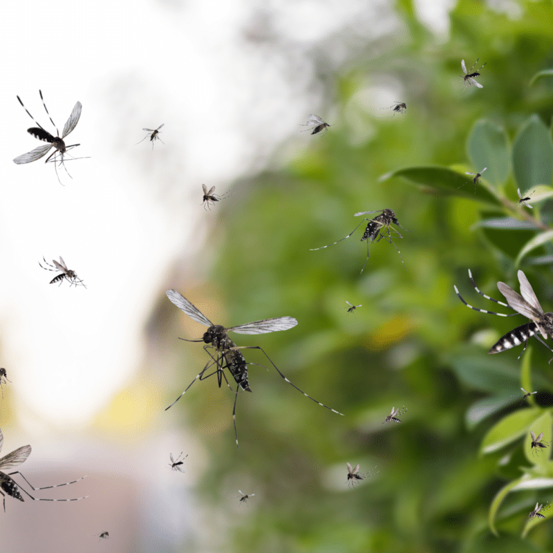 Mosquito Repelling Plants