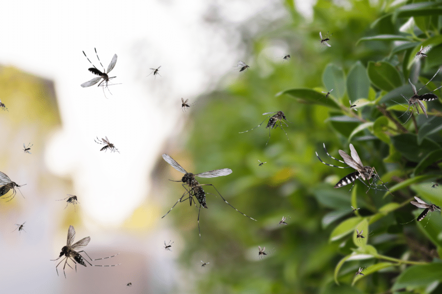 Mosquito Repelling Plants