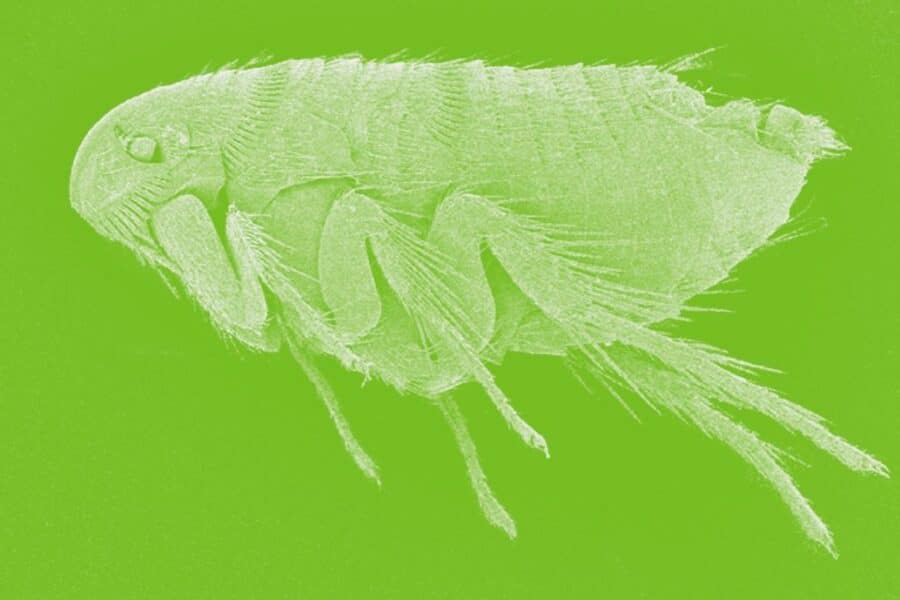 can fleas survive without a host