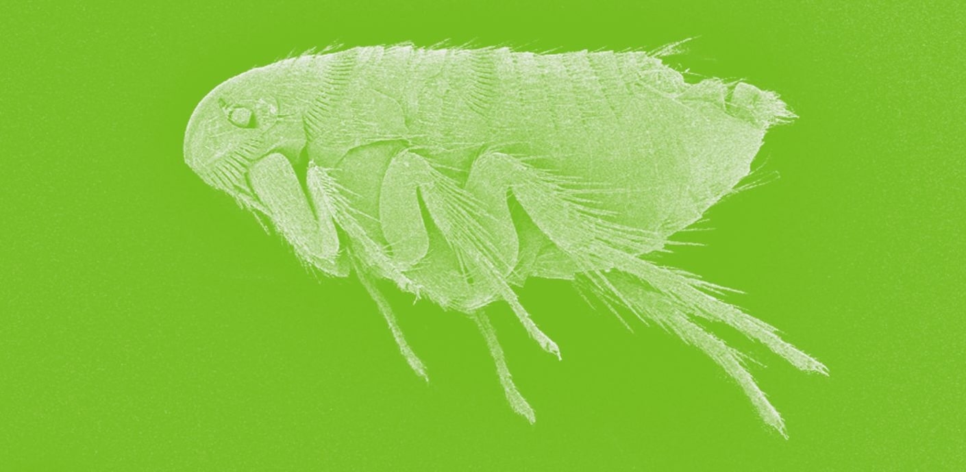 can fleas survive without a host