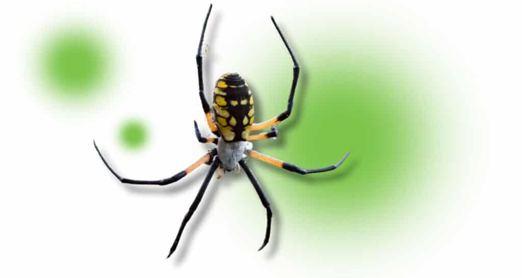 Yellow Garden Spider