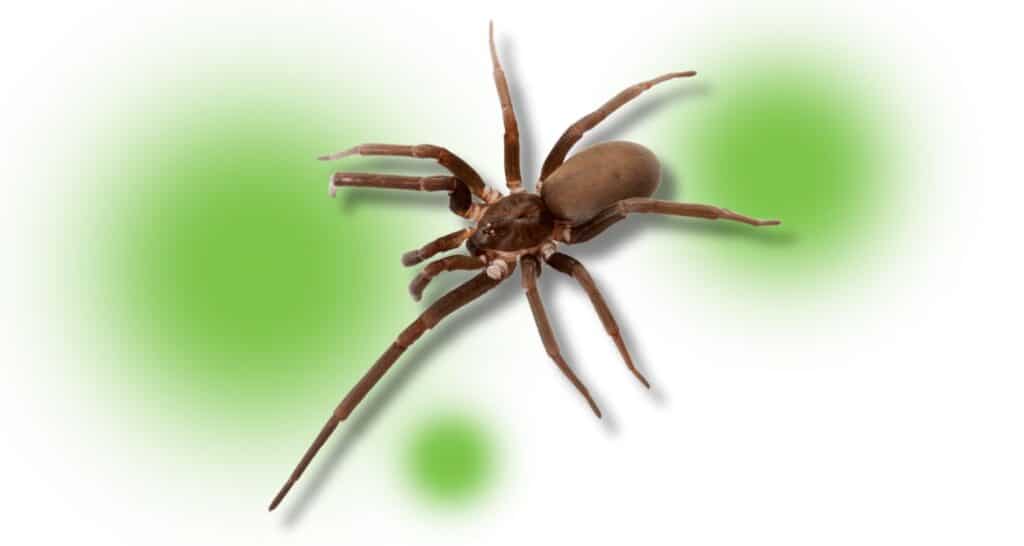 southern house spiders are common in georgia