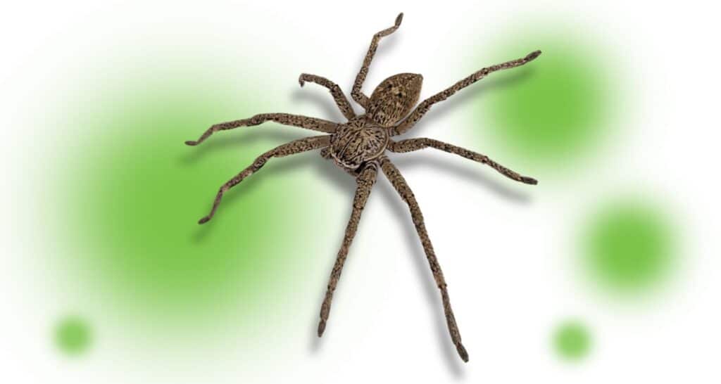 Wolf Spider