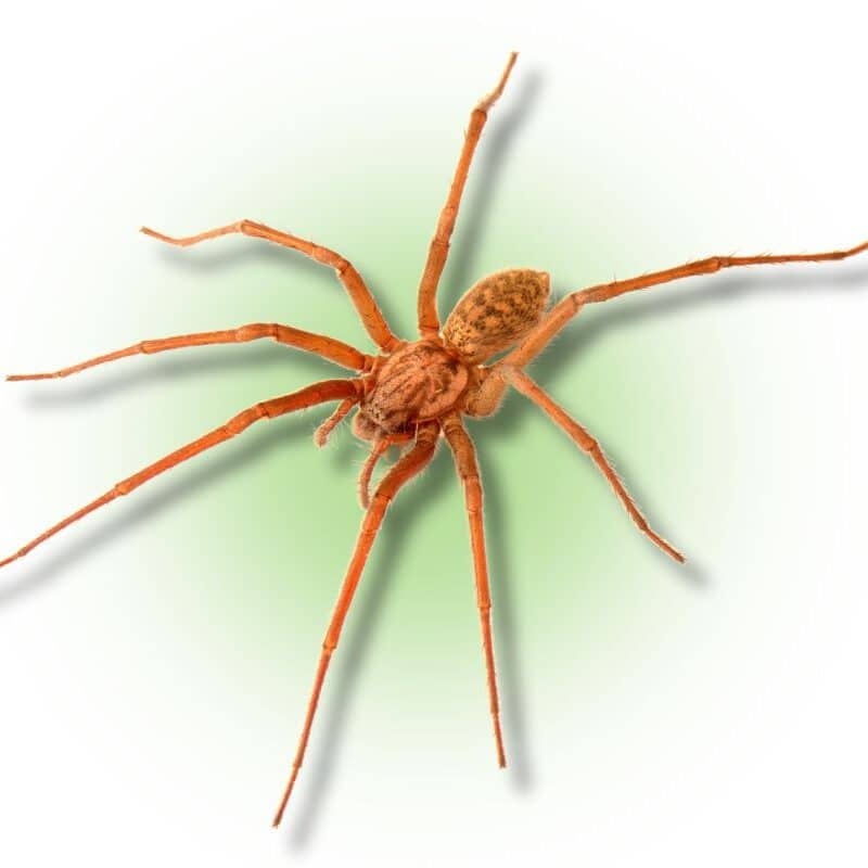 spiders in georgia