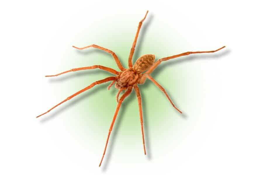 spiders in georgia