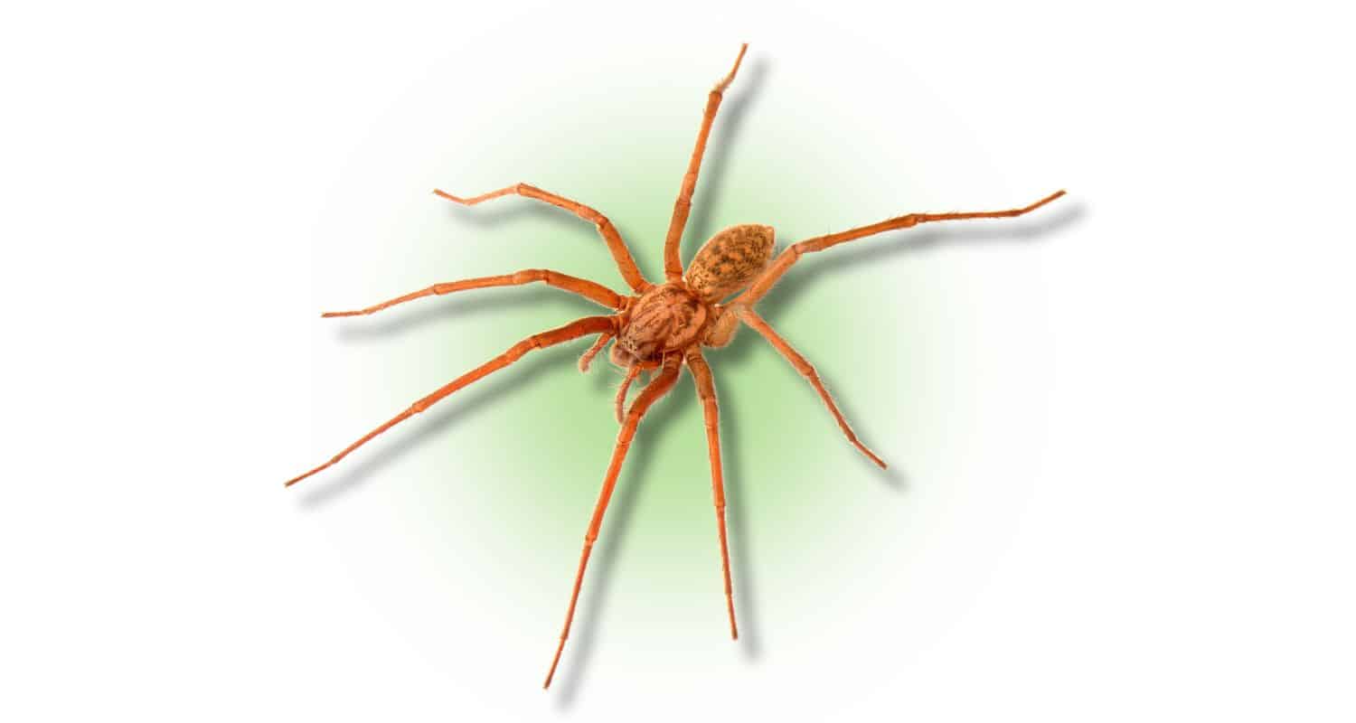 spiders in georgia