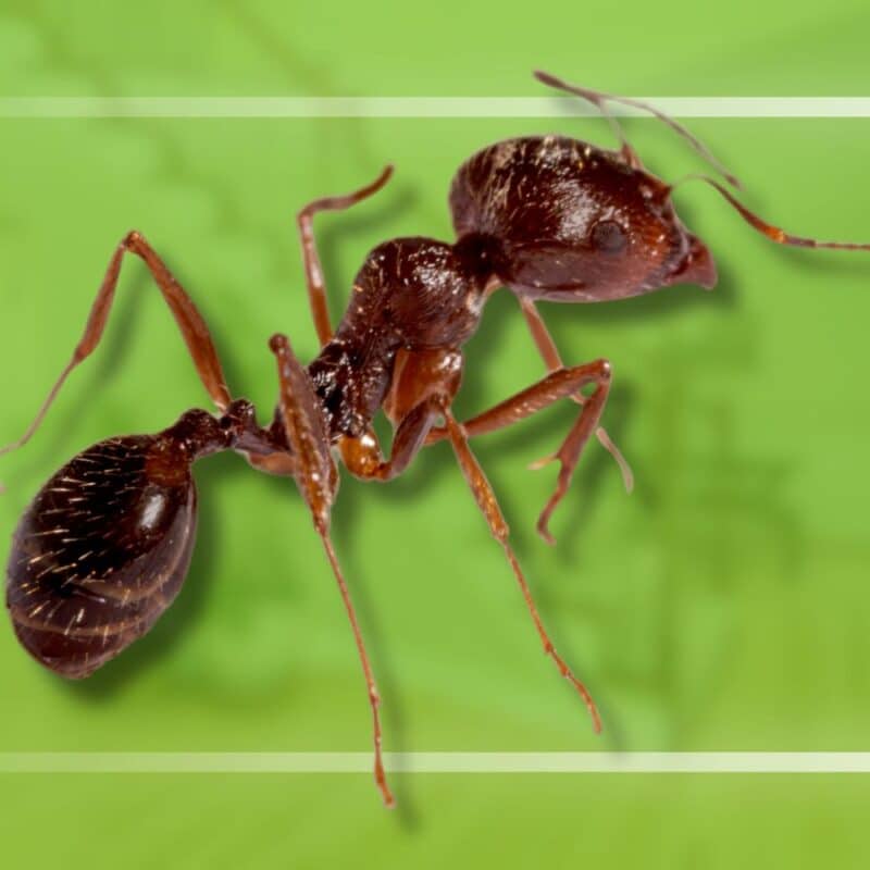 do ants bite
