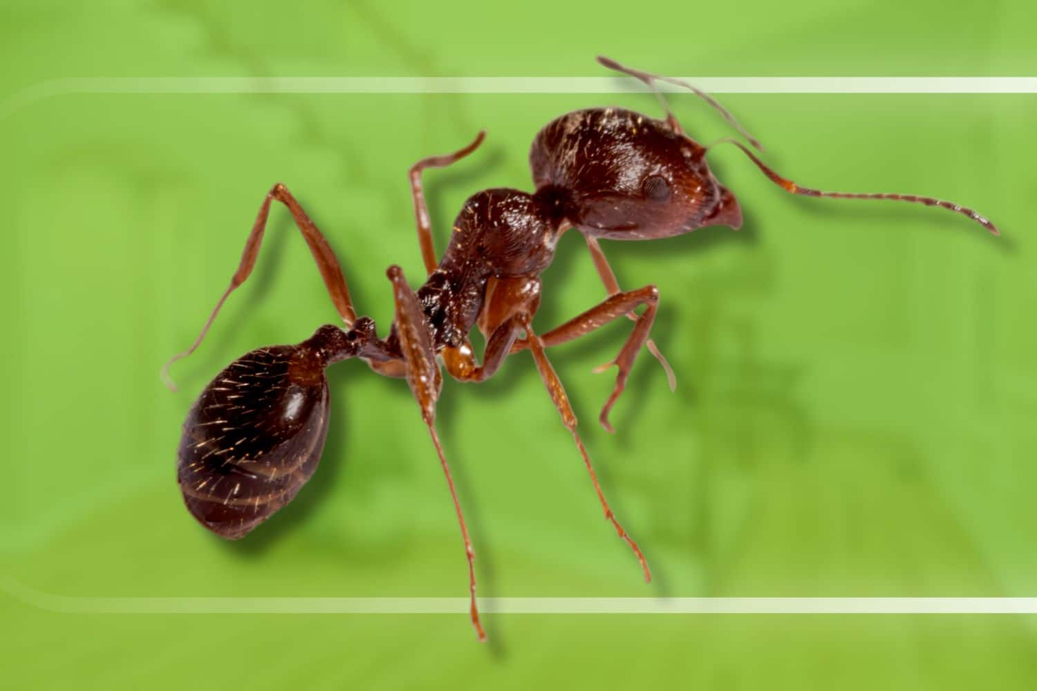 do ants bite
