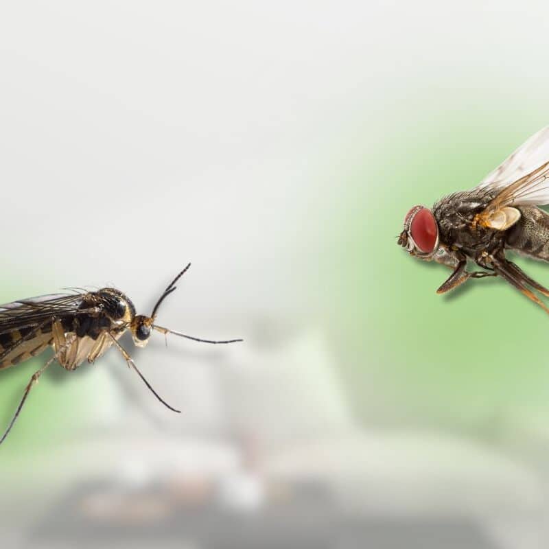 fruit flies vs gnats