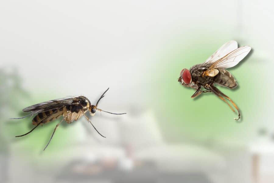 fruit flies vs gnats