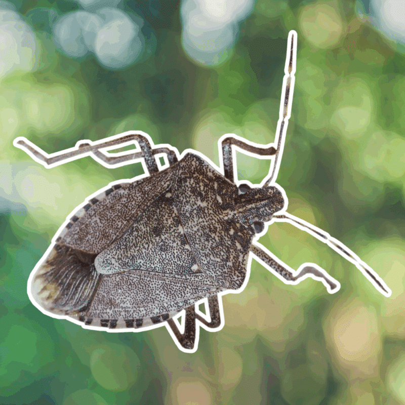stink bug lifecycle
