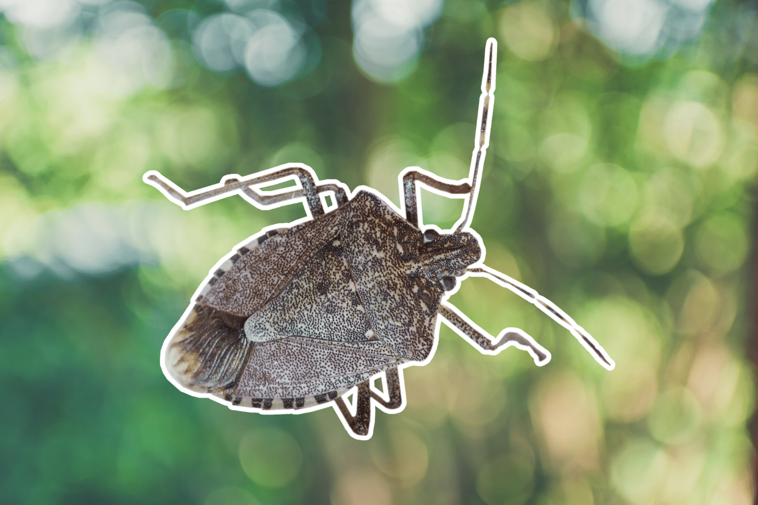 stink bug lifecycle