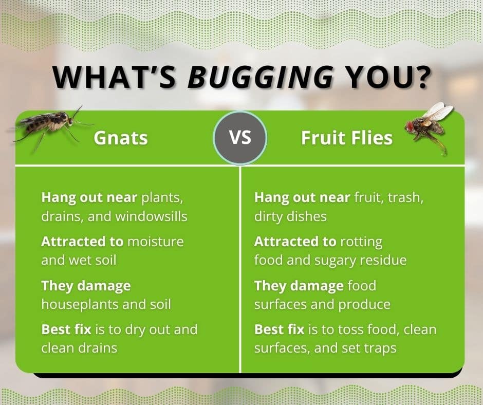 fruit flies vs gnats whats bugging you