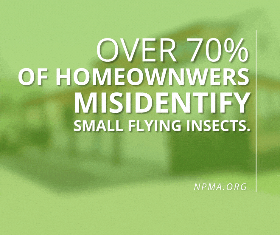 fruit flies vs gnats most homeowners will get it wrong