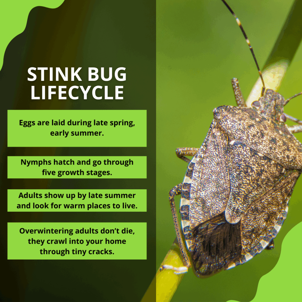 stink bug lifecycle