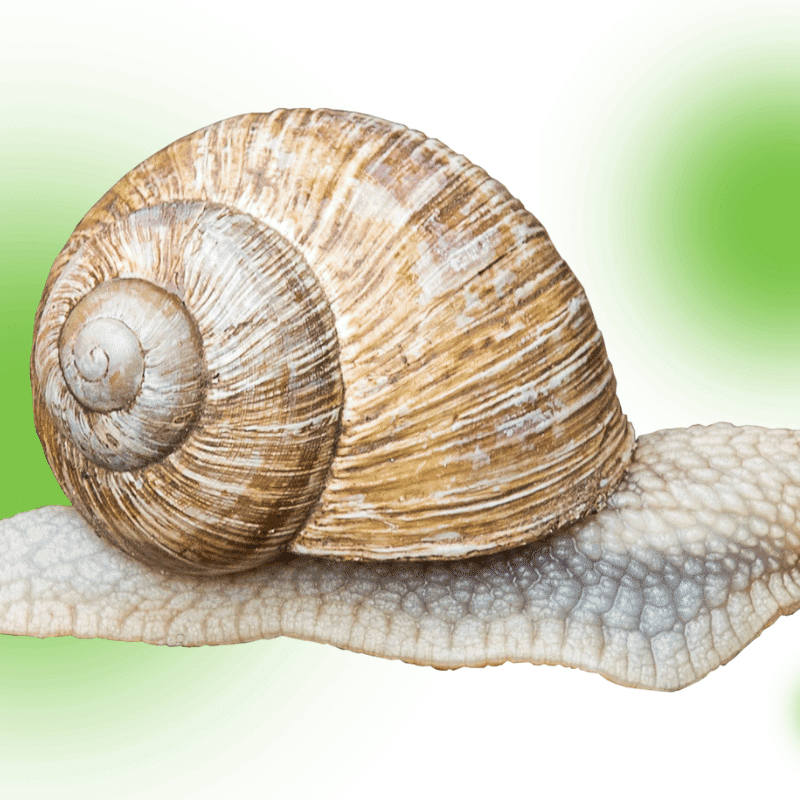 Are snails pest bugs