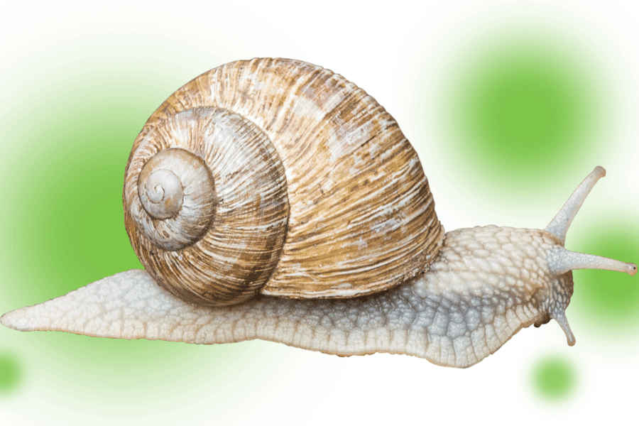 Are snails pest bugs
