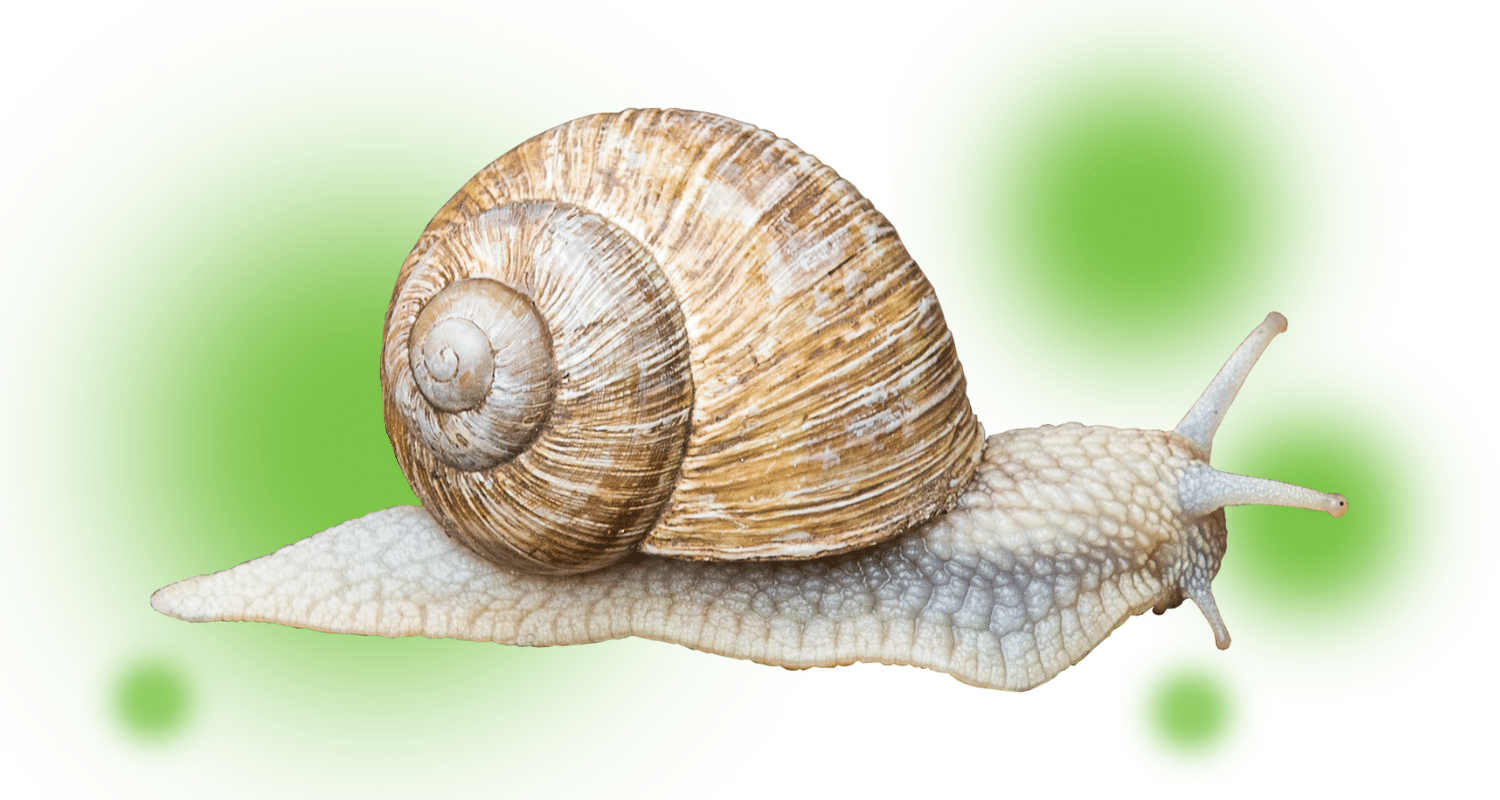 Are snails pest bugs