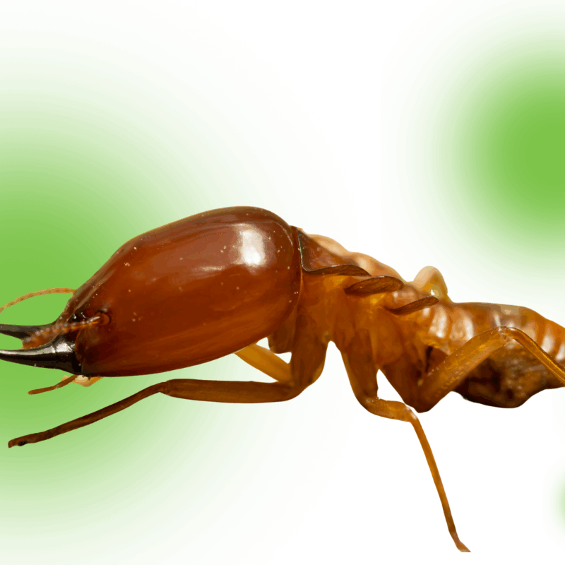 What does a termite look like?