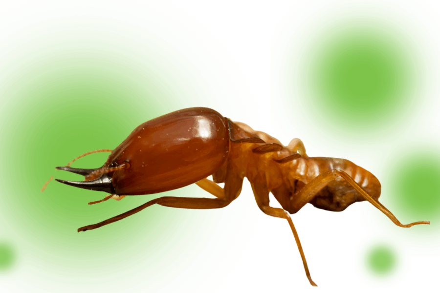 What does a termite look like?