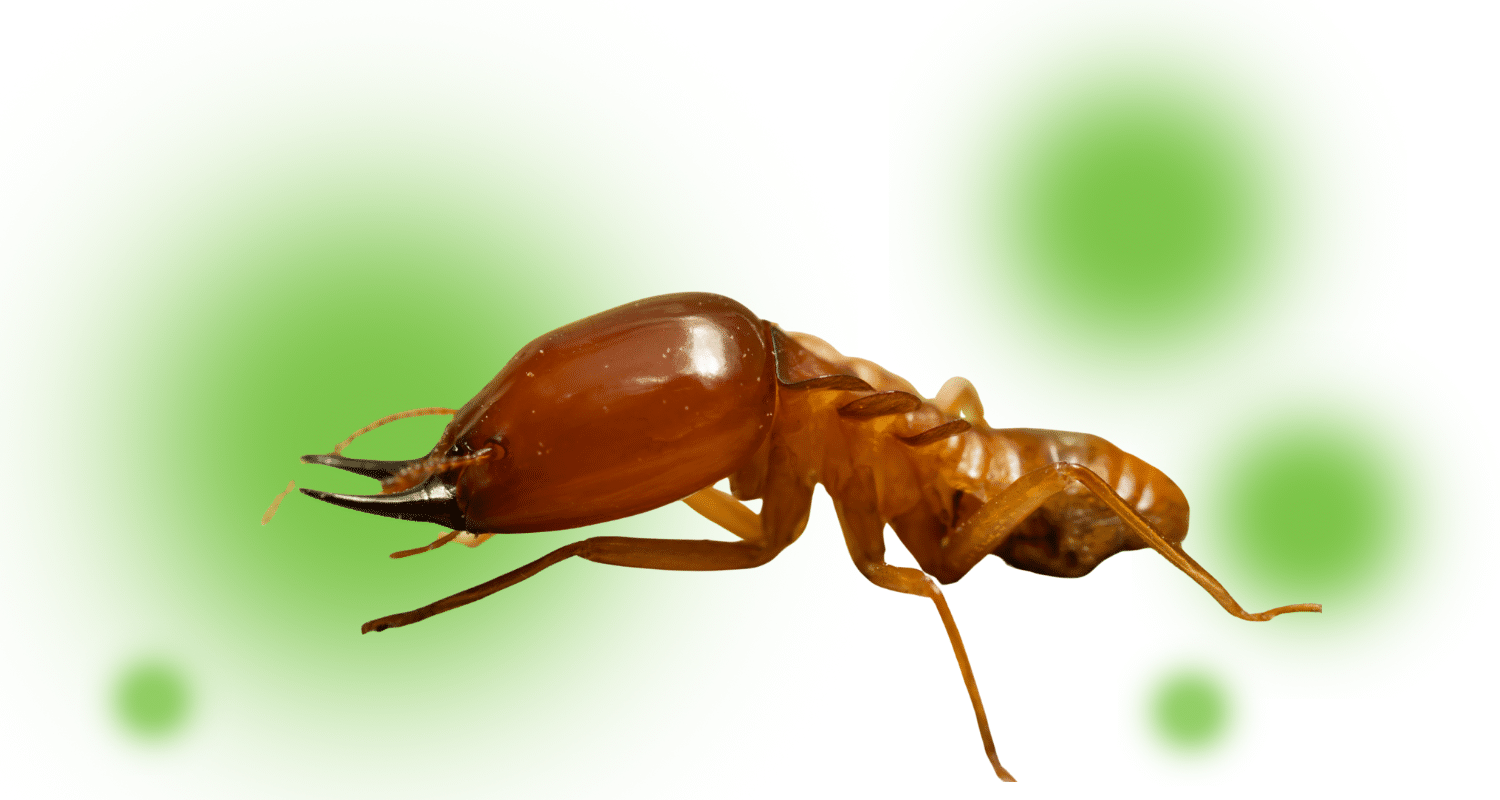 What does a termite look like?