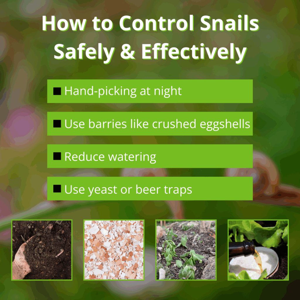 how to control snails safely and effectively