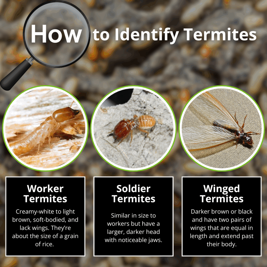 how to identify termites