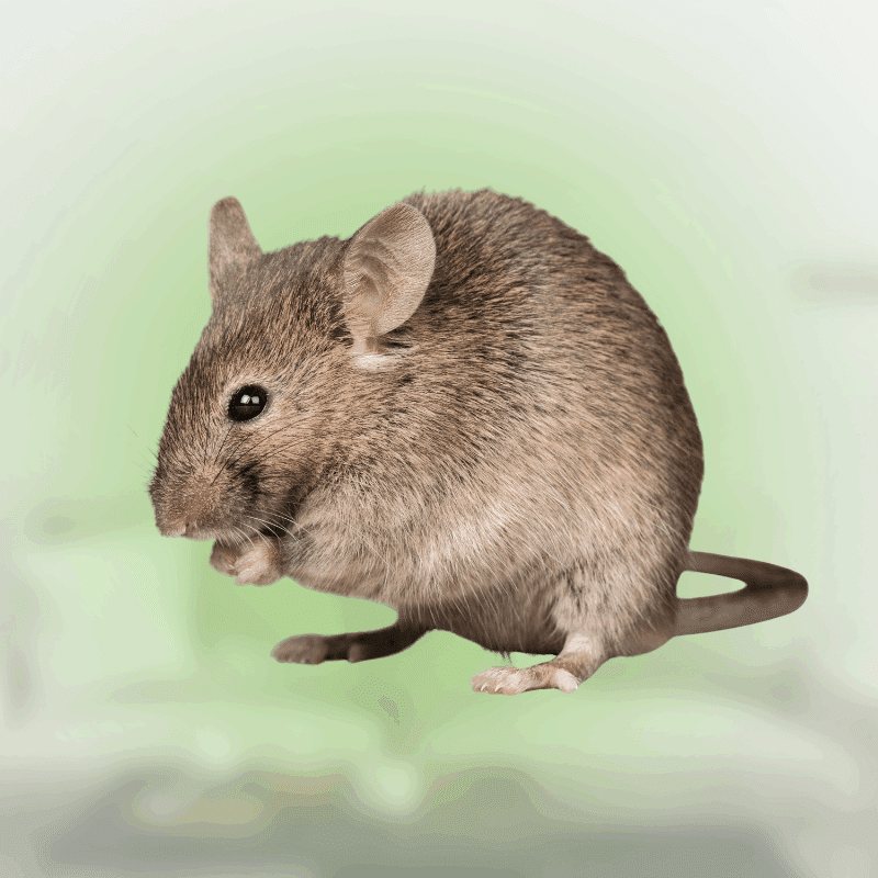 How to get rid of rodents in walls