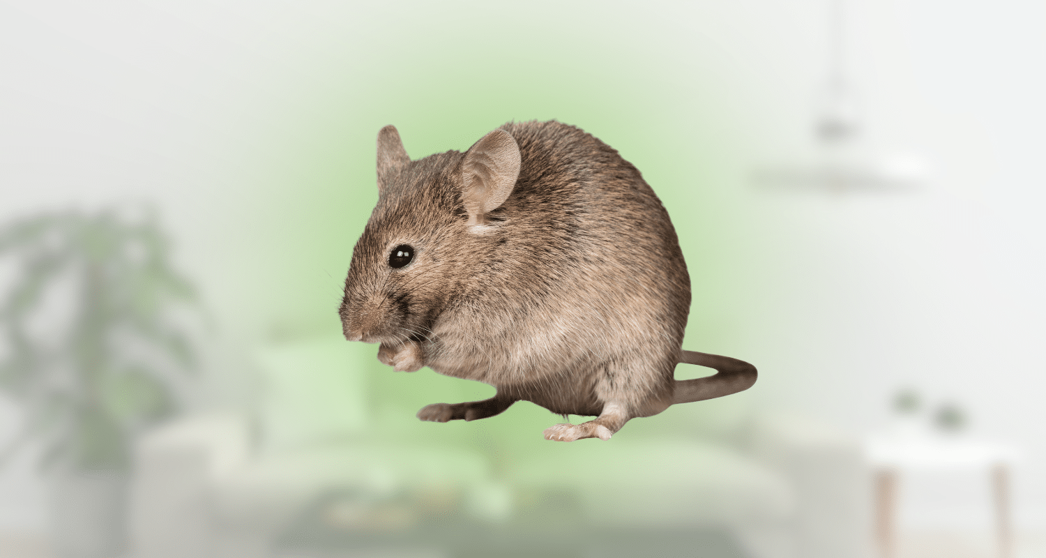 How to get rid of rodents in walls