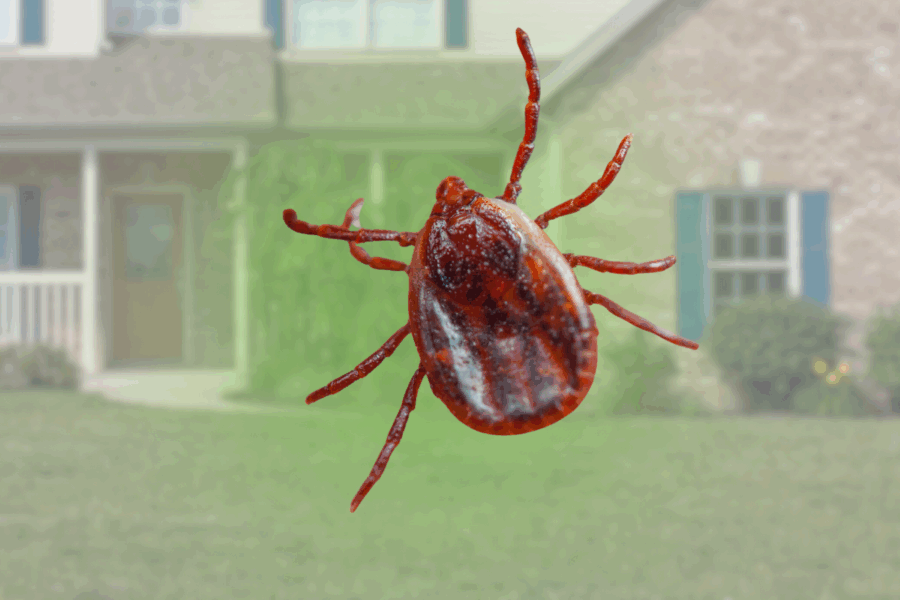 Bugs that look like ticks