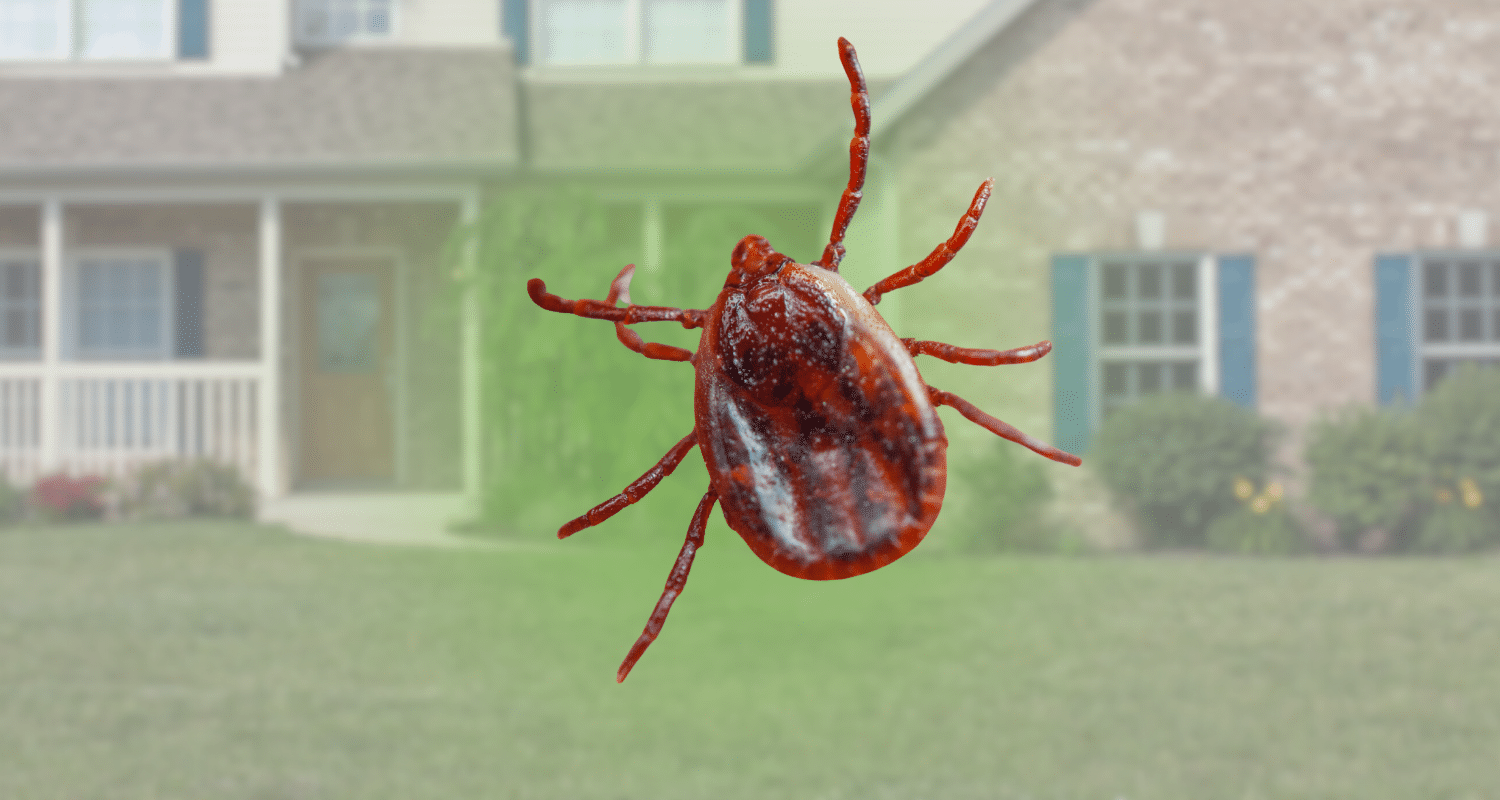 Bugs that look like ticks