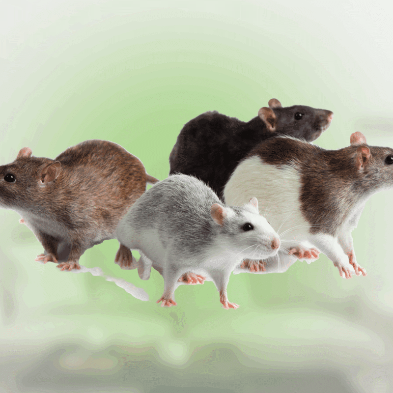 different types of rodents