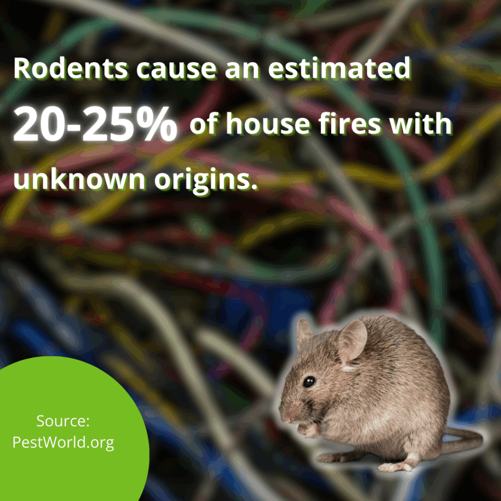 why rodents in walls are a serious problem