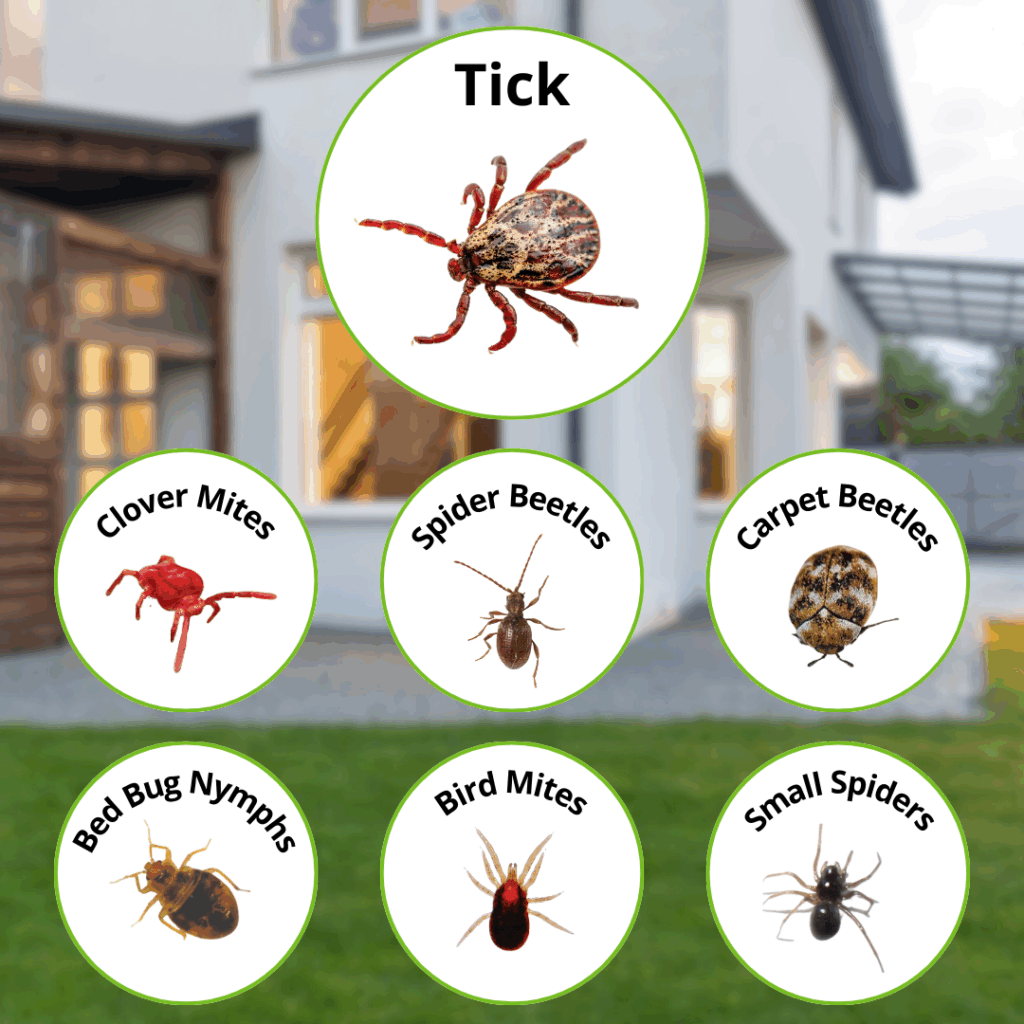 tick identification