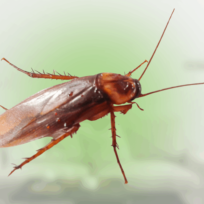 what causes cockroaches