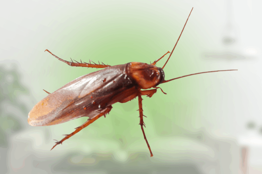 what causes cockroaches