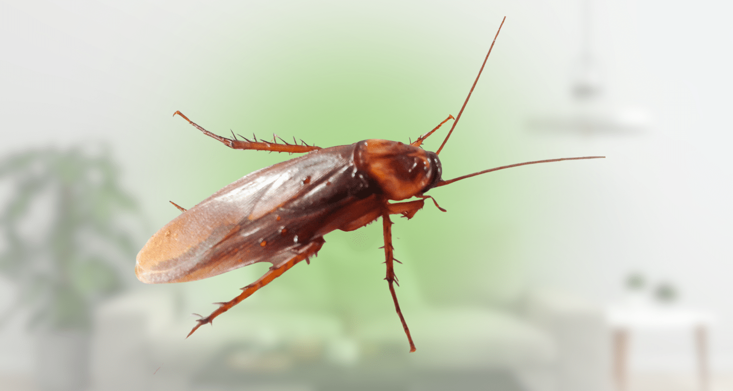 what causes cockroaches