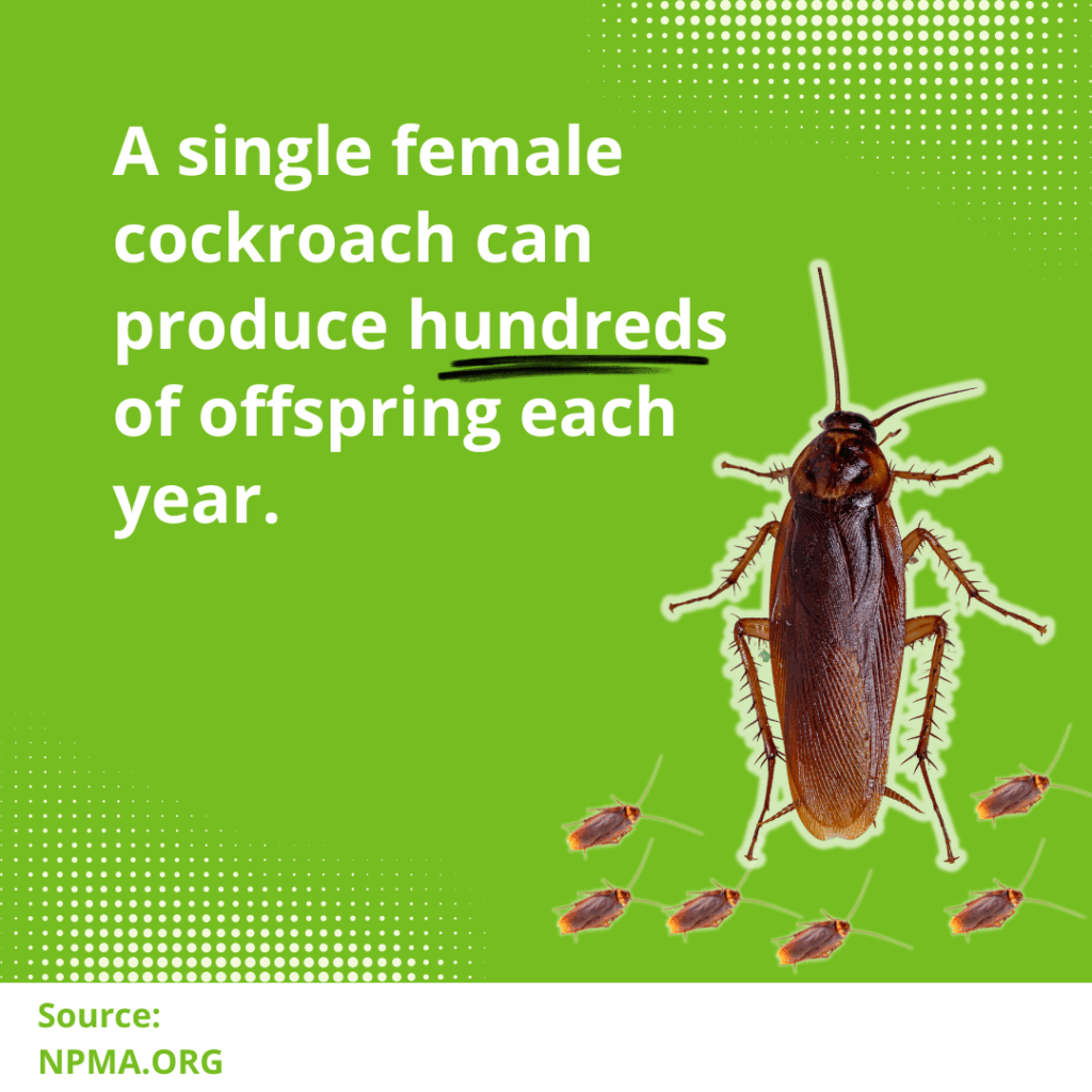 cockroach infestation statistic
