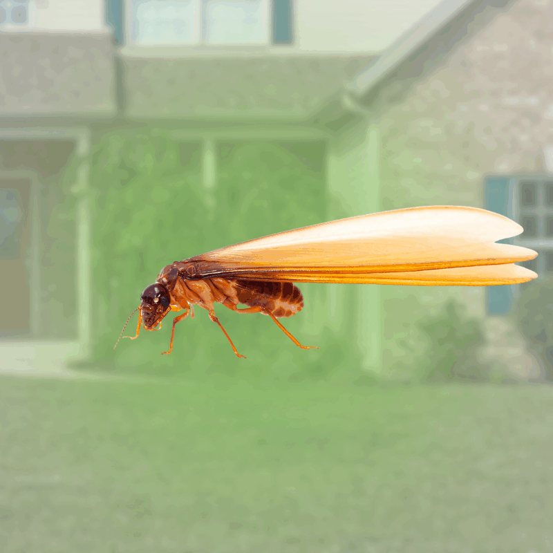 bugs that look like flying termites