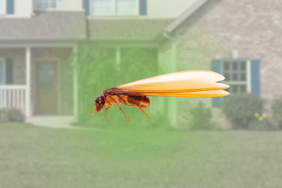 bugs that look like flying termites