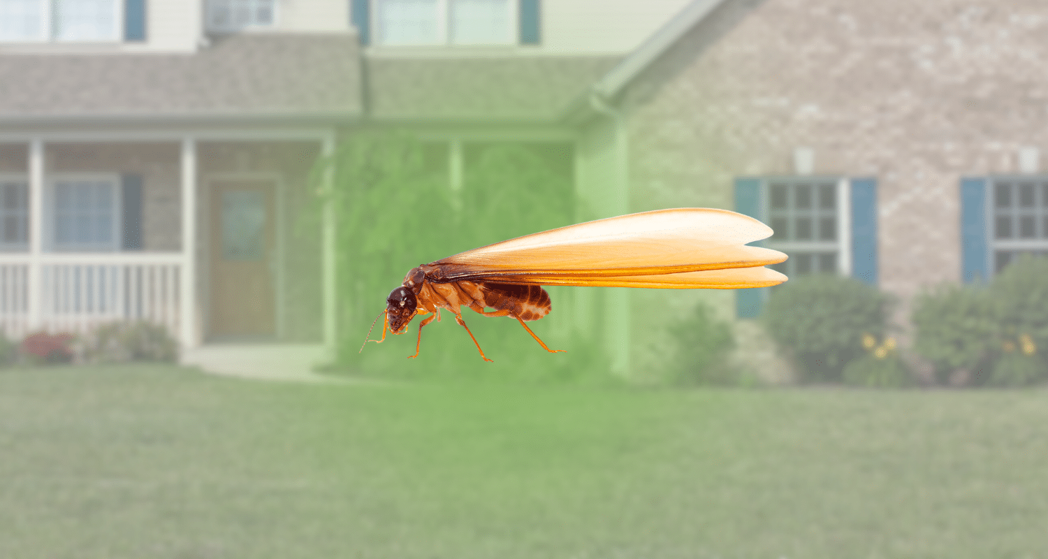 bugs that look like flying termites