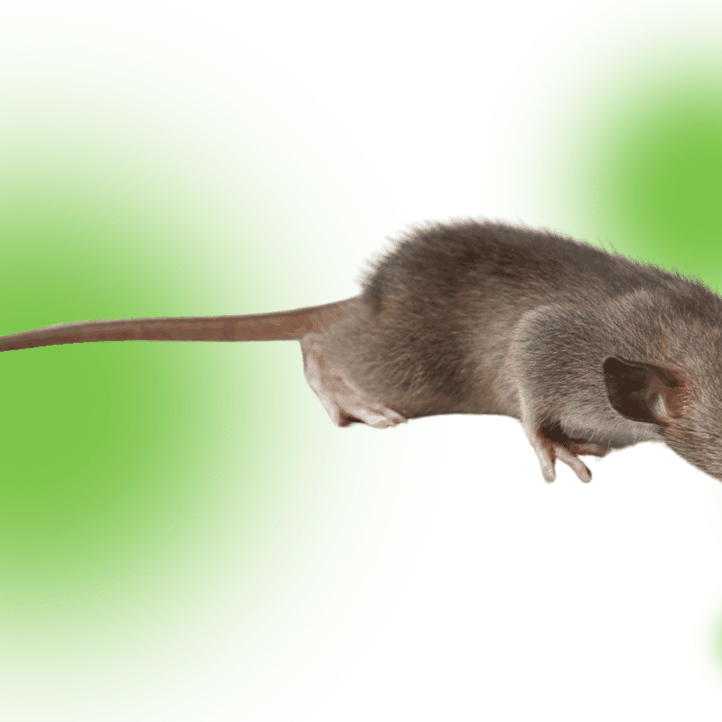 how to get mice out of walls